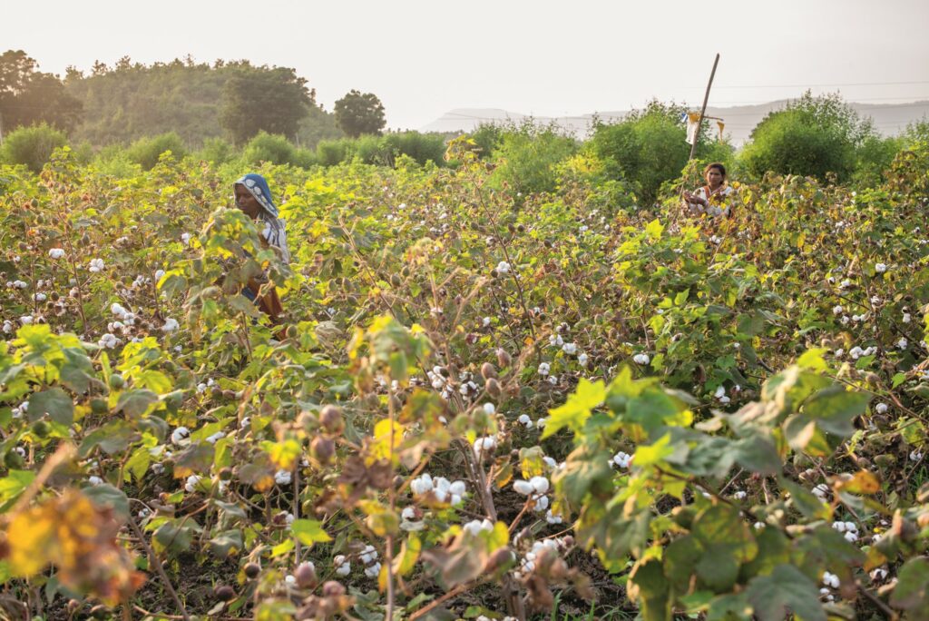 Regeneracyjna uprawa bawełny w Indiach