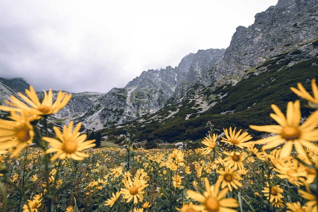 Kwiaty w Tatrach