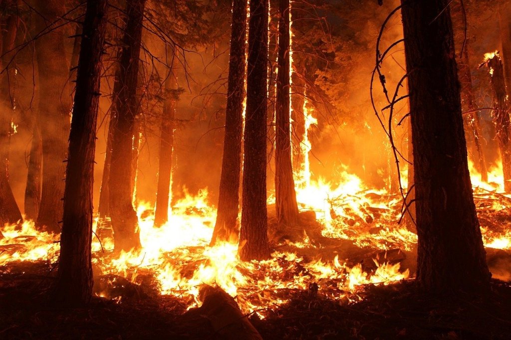 Ogień w lesie