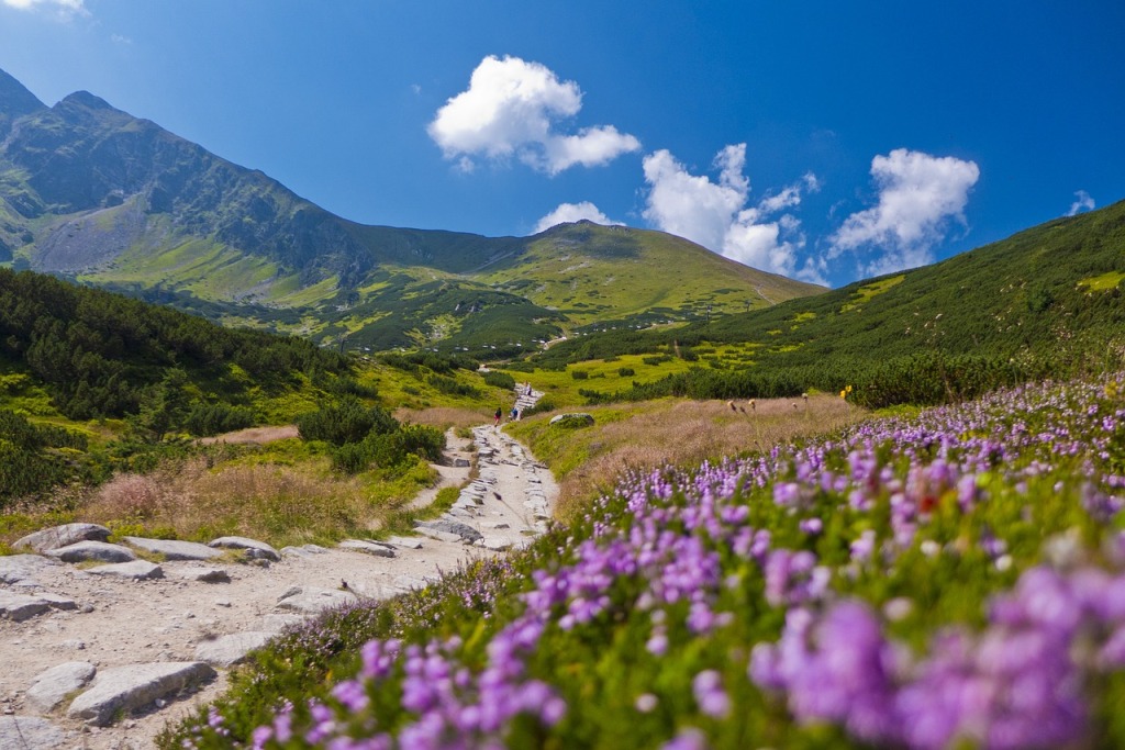 Rośliny w Tatrach