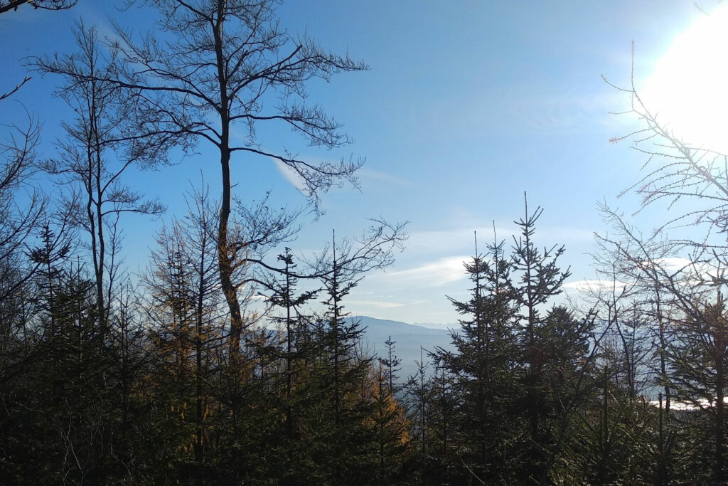 Widok z Czupla na pierwszym planie drzewa, w oddali Babia Góra i na horyzoncie Tatry