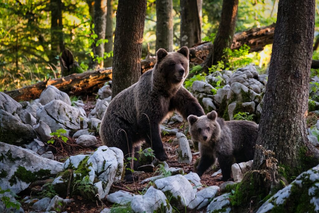 niedźwiedzie słowacja